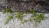 Sagina procumbens