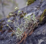 Schivereckia podolica. Зацветающие растения в каплях дождя. Пермский край, Лысьвенский р-н, долина р. Чусовая, камень Дужной, вершина скального выступа. 05.05.2021.