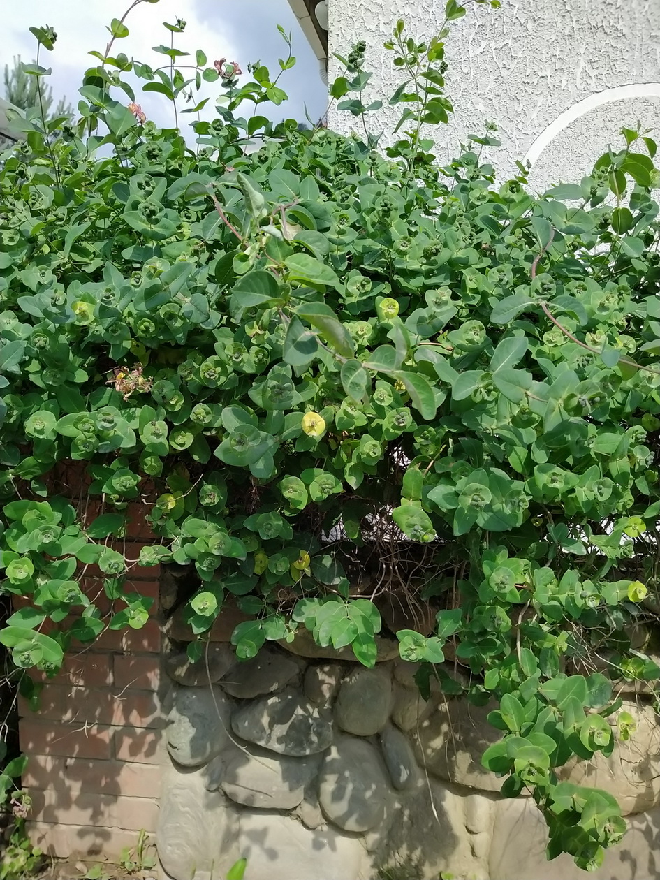 Изображение особи Lonicera caprifolium.