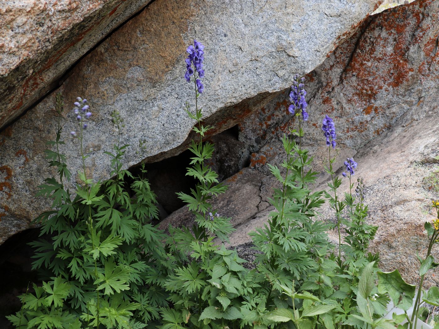 Изображение особи Aconitum talassicum.