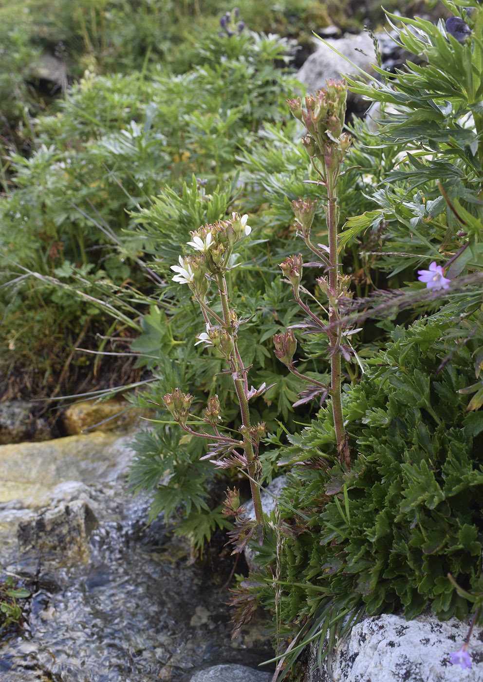 Изображение особи Saxifraga aquatica.