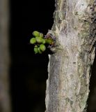 genus Phyllanthus