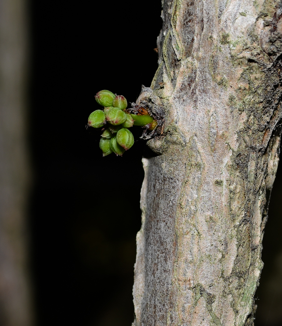 Изображение особи род Phyllanthus.