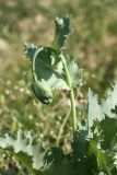 Papaver somniferum. Верхушка побега с бутоном. Ленинградская обл., Ломоносовский р-н, окр. дер. Мурилово, пустырь. 11.07.2010.