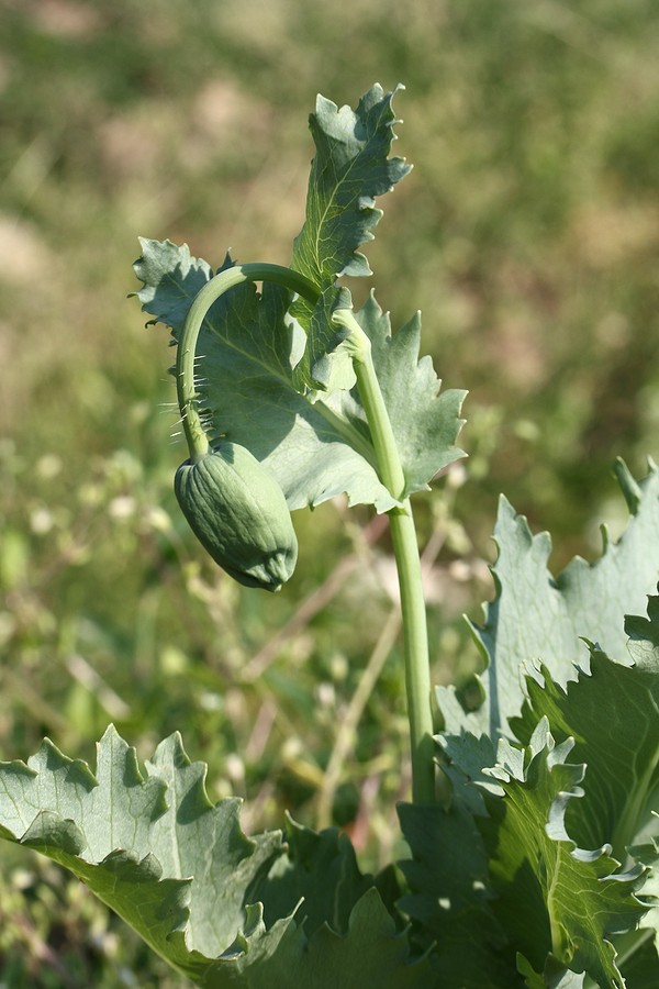 Изображение особи Papaver somniferum.