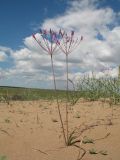 Allium iliense