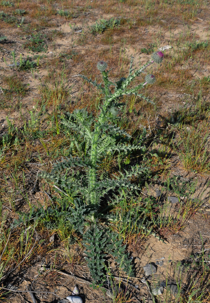 Image of Carduus uncinatus specimen.