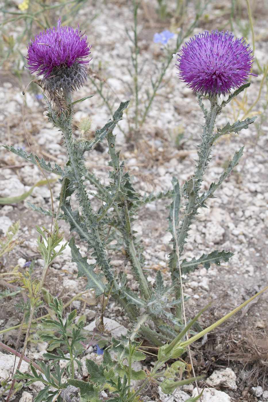 Изображение особи Carduus uncinatus ssp. davisii.