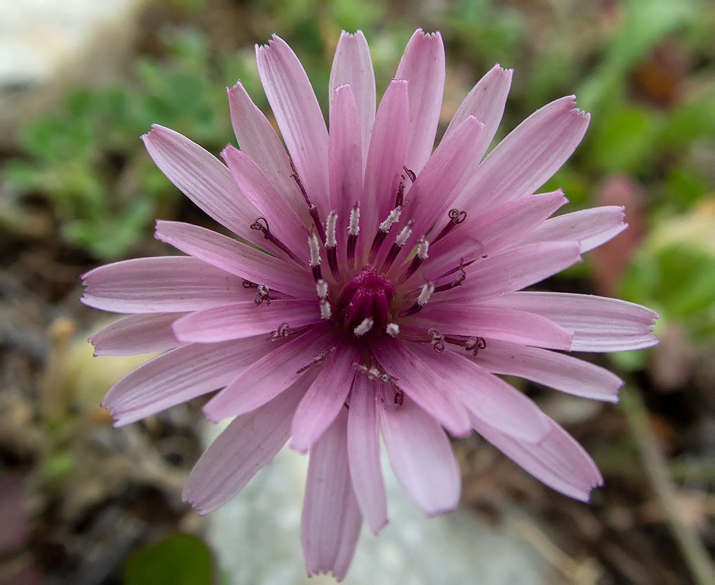 Изображение особи Crepis rubra.