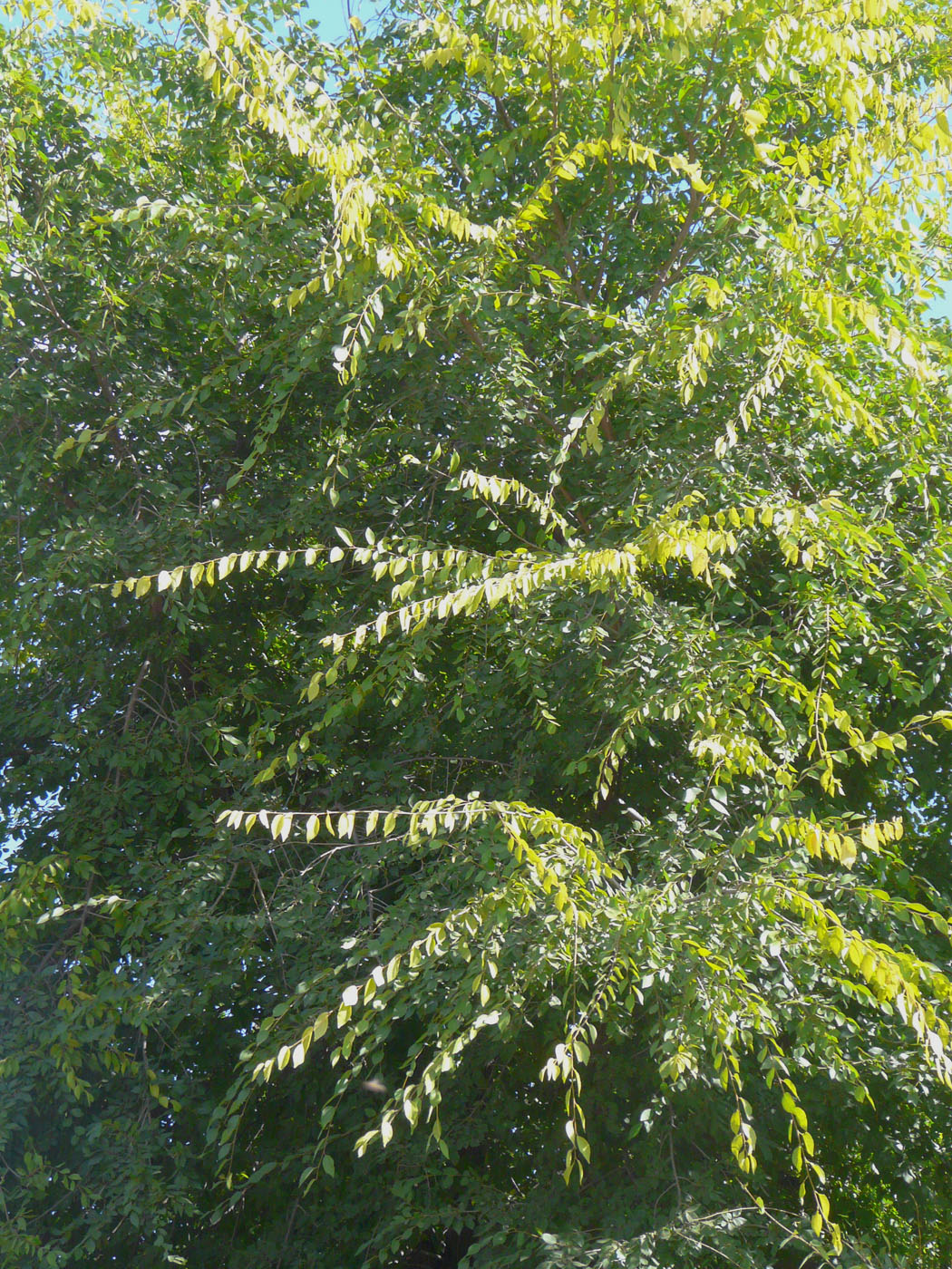 Image of Ulmus pumila specimen.