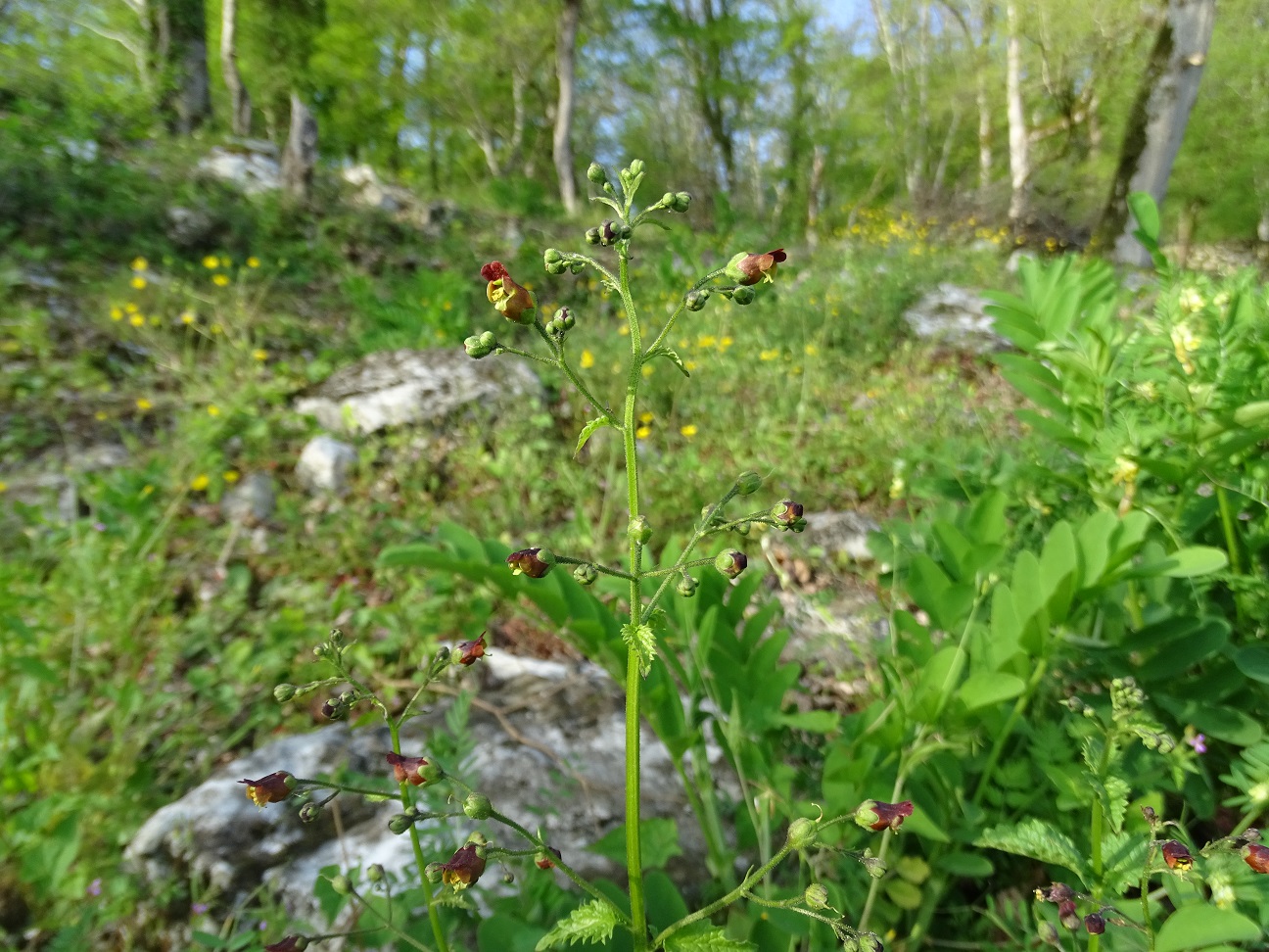 Изображение особи Scrophularia scopolii.