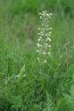 Silene quadriloba