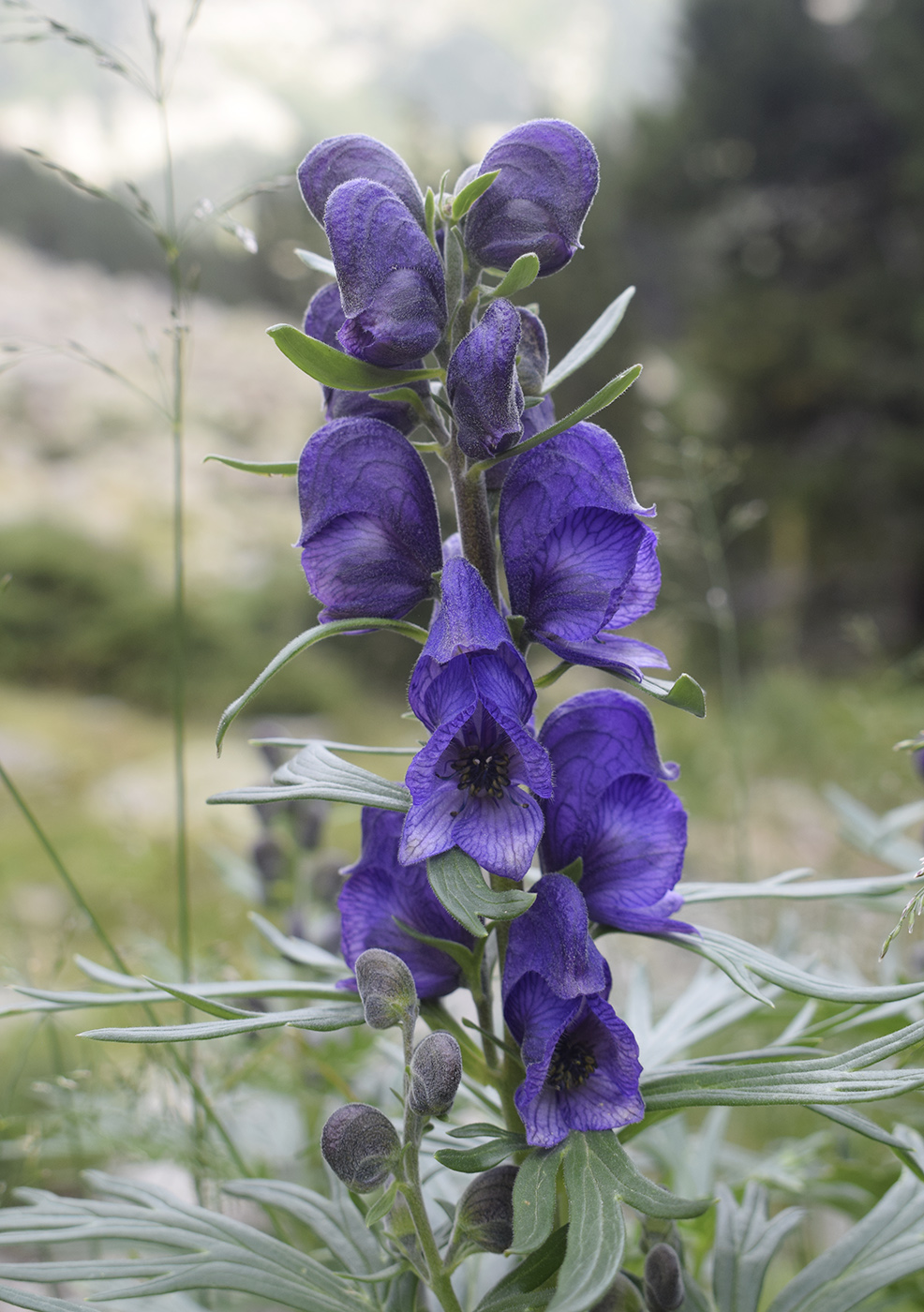 Image of Aconitum napellus ssp. vulgare specimen.