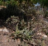 Aloe buhrii