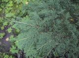 Image of taxon representative. Author is Игорь Павлов