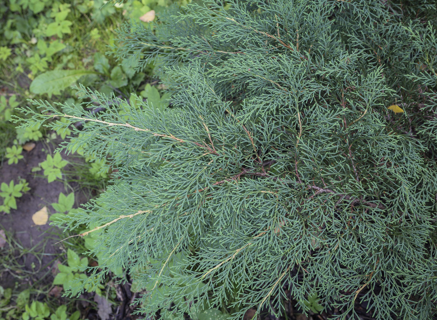 Image of Microbiota decussata specimen.
