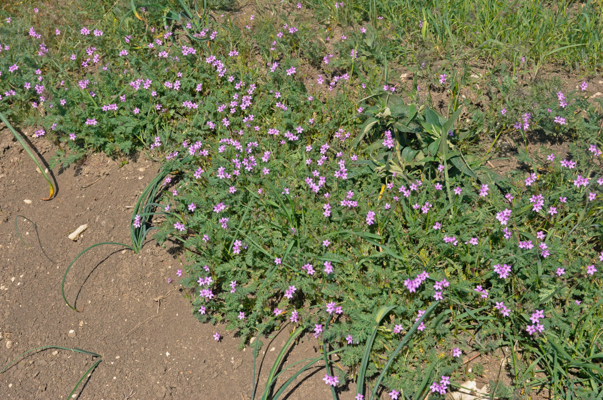 Image of Erodium cicutarium specimen.