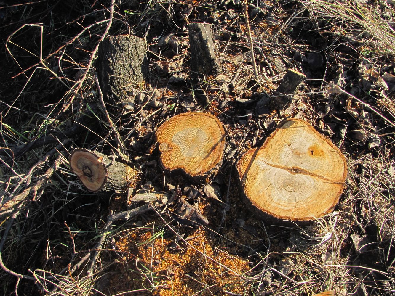 Image of Armeniaca vulgaris specimen.