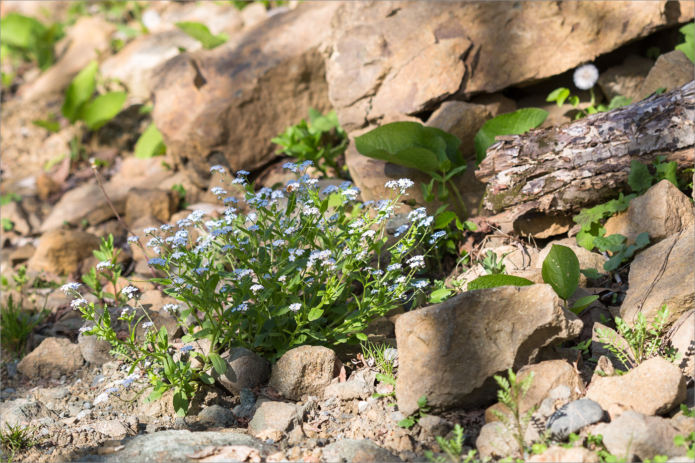 Image of genus Myosotis specimen.