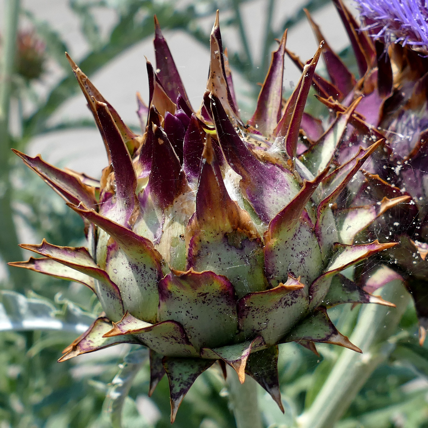 Image of Cynara scolymus specimen.