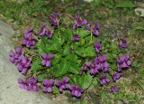 Viola somchetica. Цветущее растение на обочине шоссе. Азербайджан, Кубинский р-н, ущелье р. Кудиалчай. 21.04.2010.