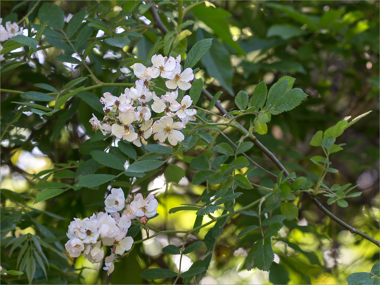 Image of Rosa multiflora specimen.