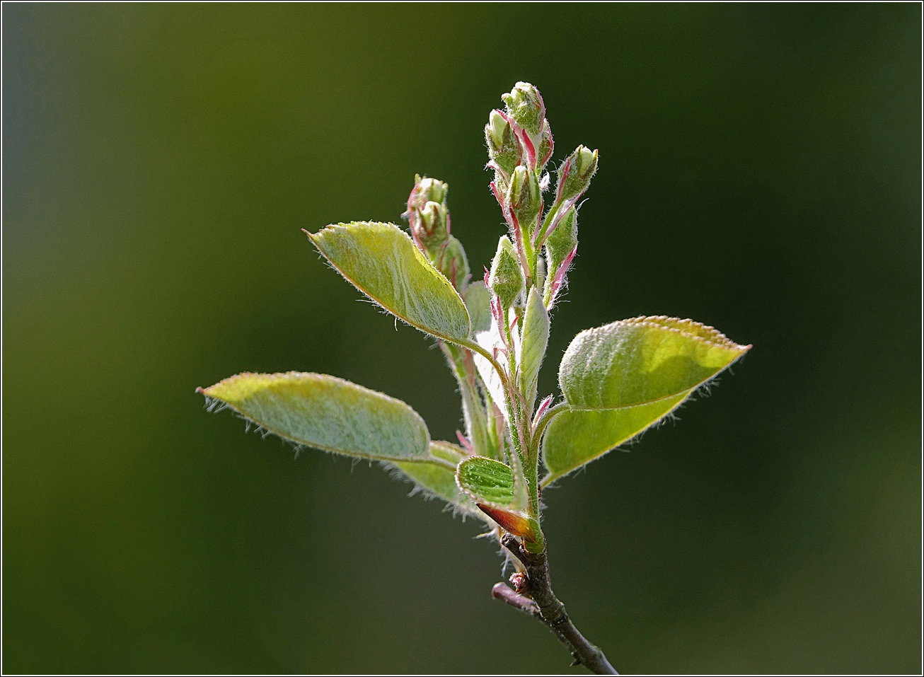 Image of Amelanchier spicata specimen.