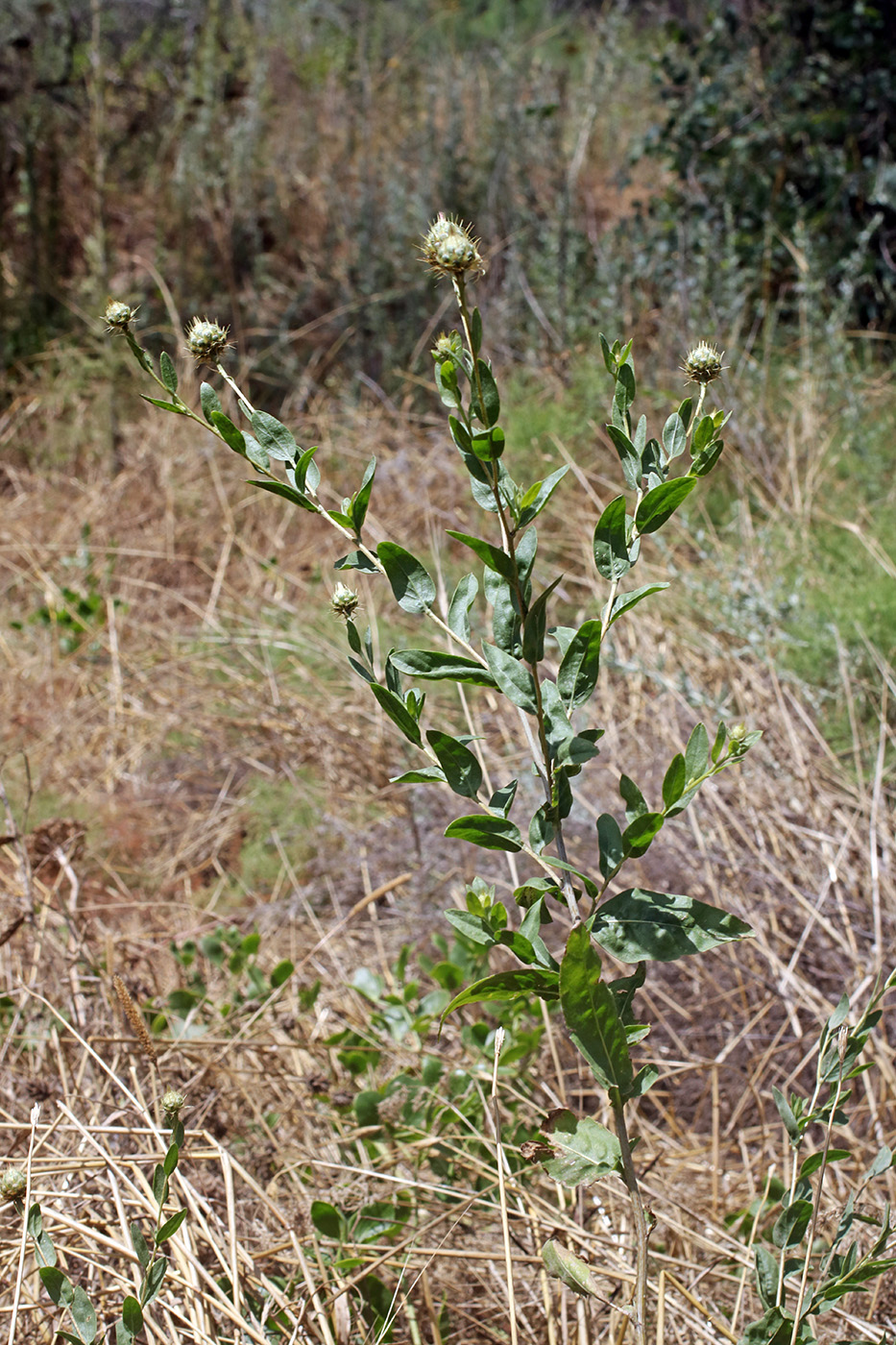 Image of Stizolophus balsamita specimen.