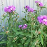 Centaurea jacea