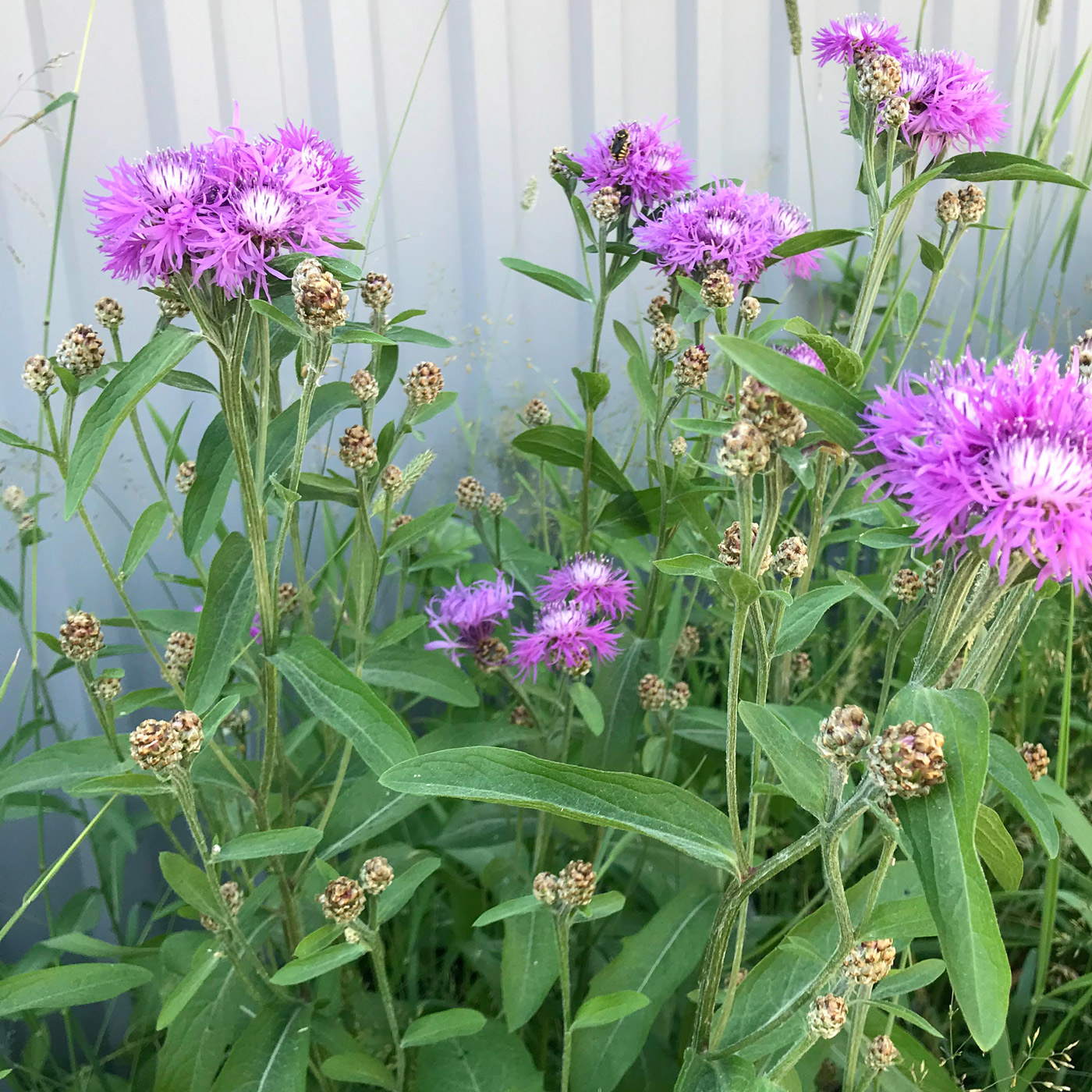 Изображение особи Centaurea jacea.