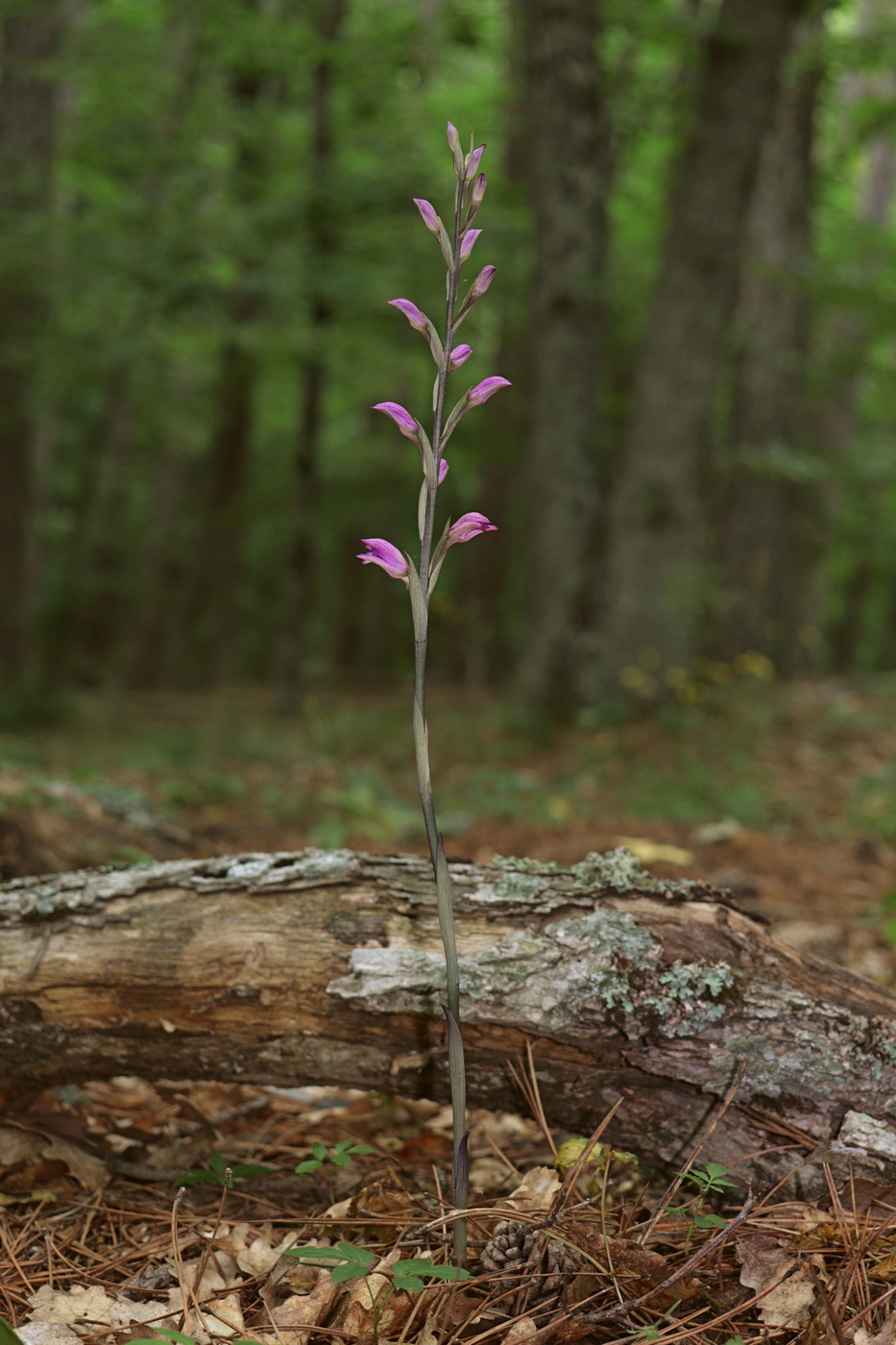 Image of Limodorum abortivum var. rubrum specimen.