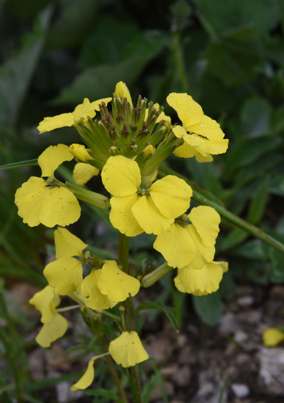 Image of genus Erysimum specimen.