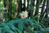 Hedychium