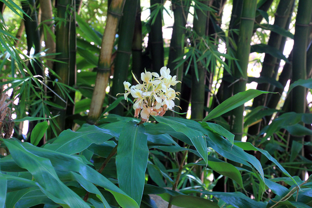 Изображение особи род Hedychium.