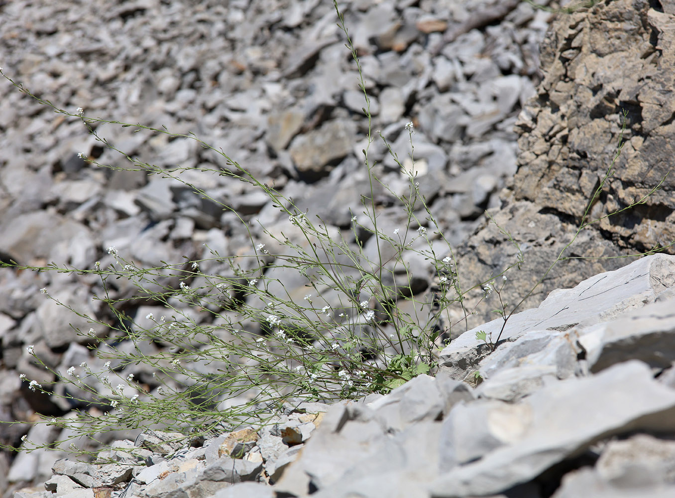 Image of Sobolewskia truncata specimen.
