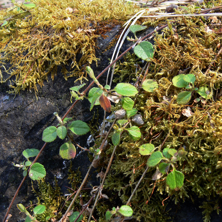 Image of Linnaea borealis specimen.