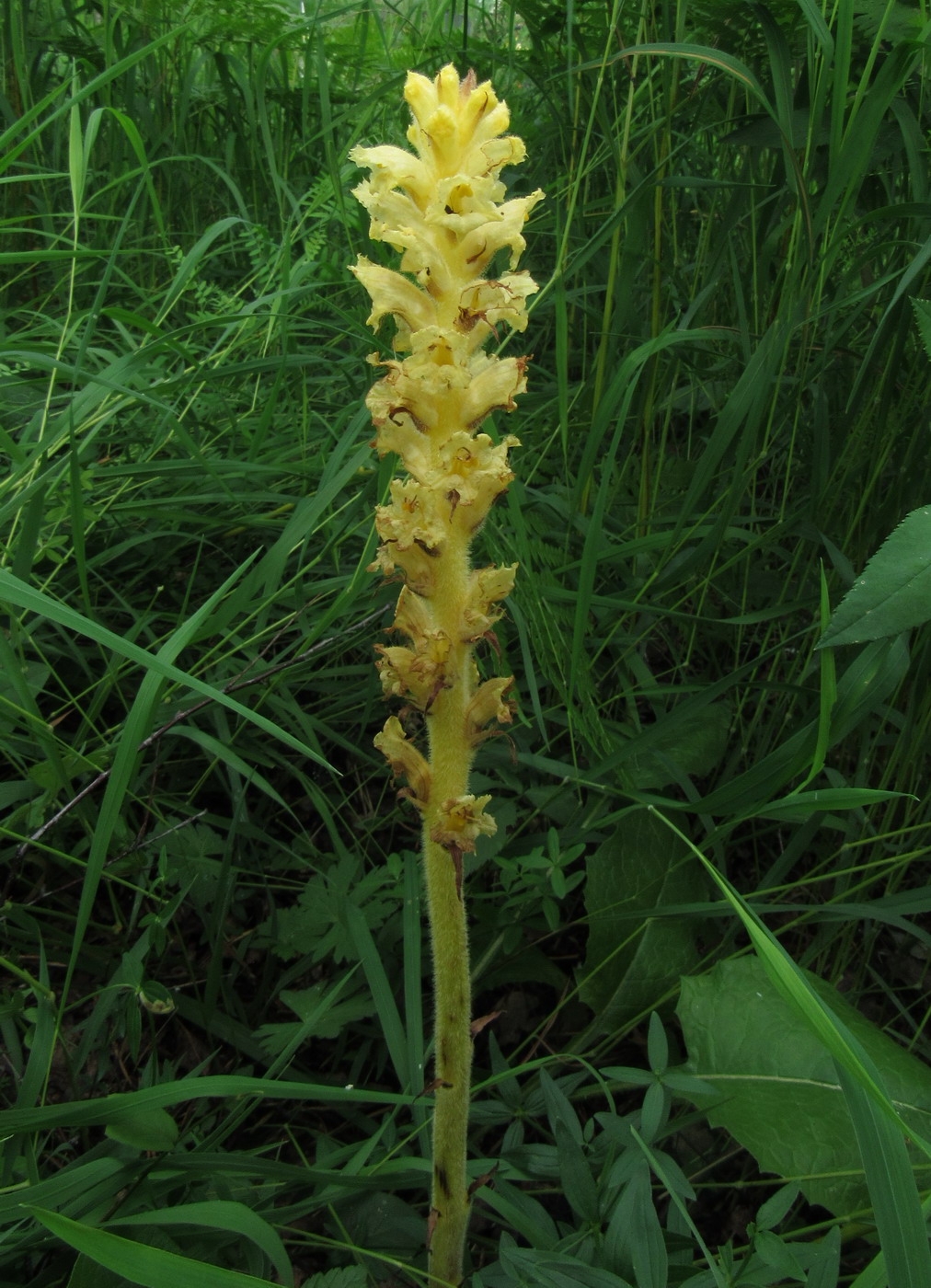 Изображение особи Orobanche alsatica.