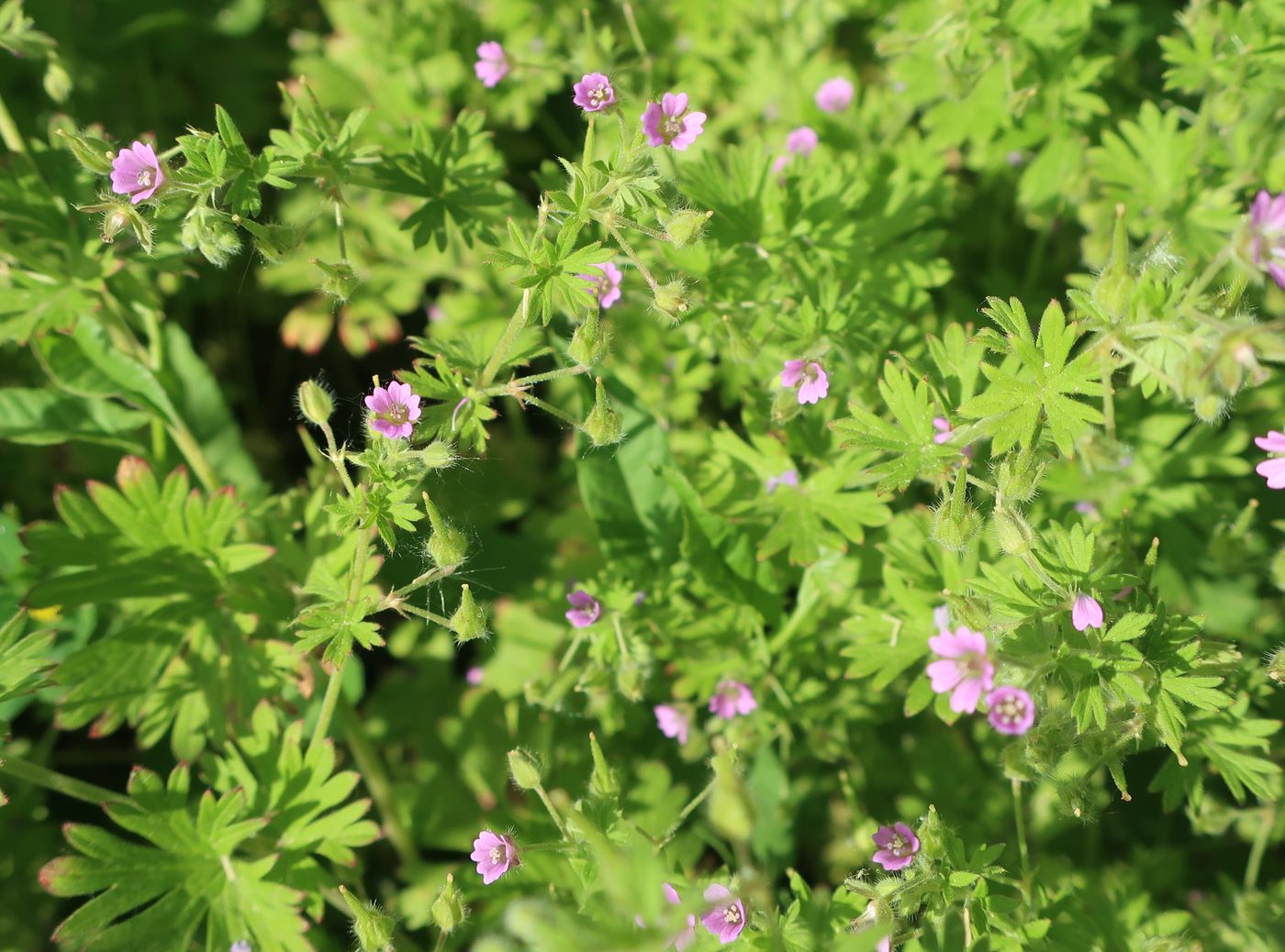 Изображение особи Geranium pusillum.