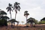 семейство Arecaceae. Взрослые растения в саванне. Танзания, обл. Маньяра, \"Tarangire National Park\". 16.02.1997.