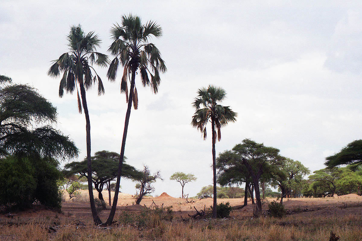 Изображение особи семейство Arecaceae.
