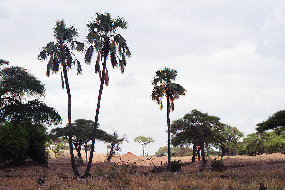 Изображение особи семейство Arecaceae.