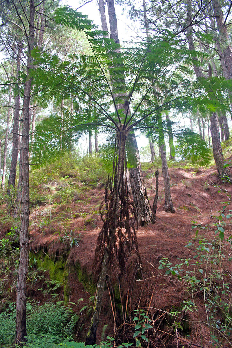 Image of familia Cyatheaceae specimen.