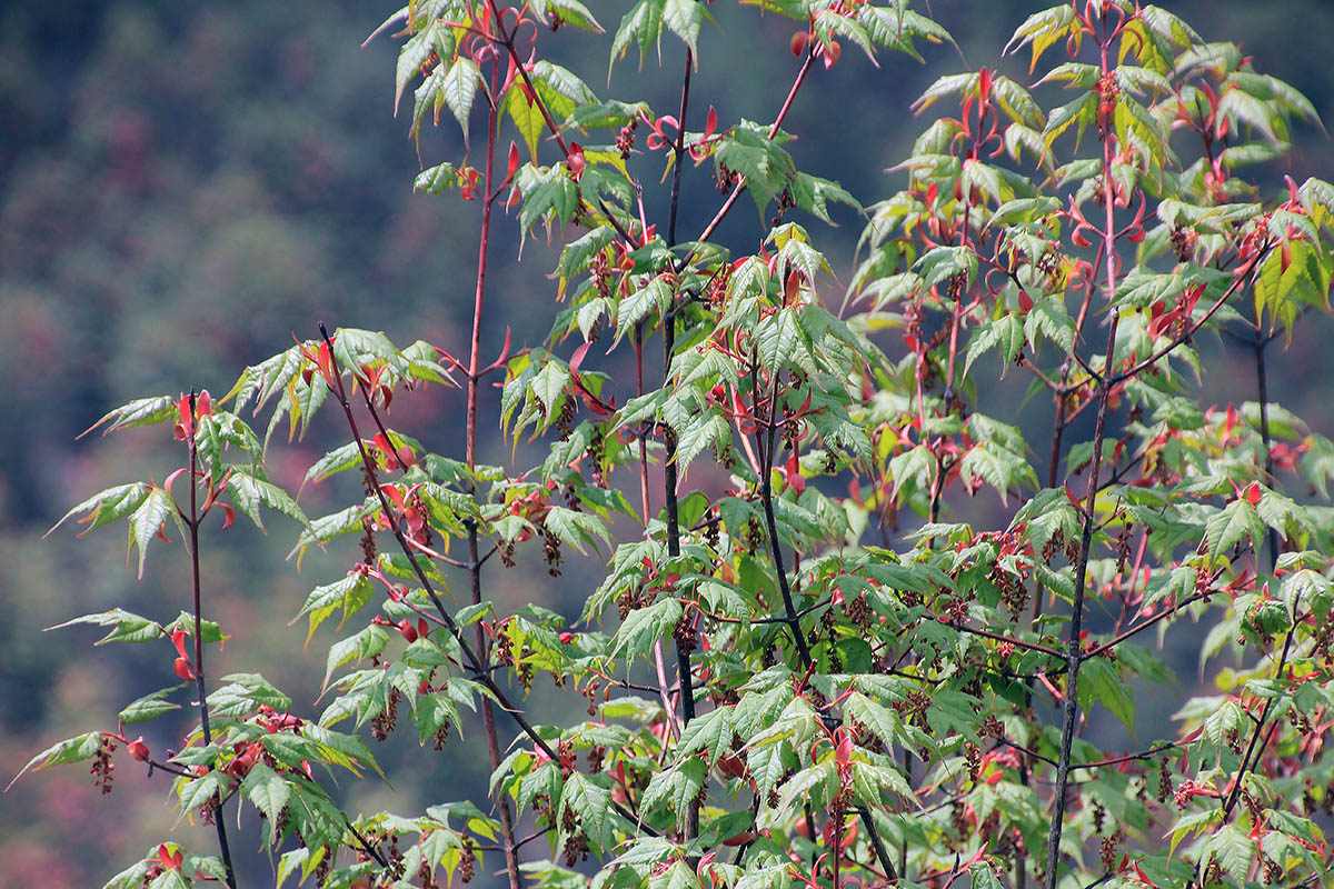 Image of genus Acer specimen.