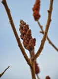 Rhus typhina. Часть ветви с прошлогодним соплодием. Самарская обл., гор. округ Жигулёвск, с. Ширяево, в культуре. 02.05.2021.