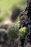 Sergia sewerzowii. Куртинки цветущего растения на отвесной скале. Южный Казахстан, горы Каракус. 25.05.2010.
