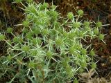 Eryngium campestre. Цветущее растение. Растение сильно ветвится и образует очень колючую, суховатую, тесно сплетенную подушку примерно 30-50 см высотой. Южный берег Крыма, Понизовка, опушка леса. Август 2004 г.