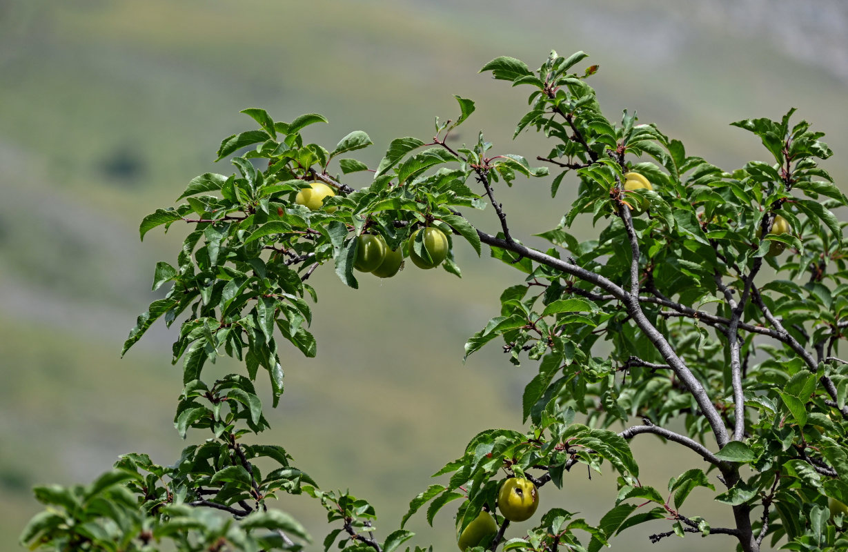 Изображение особи Prunus cerasifera.