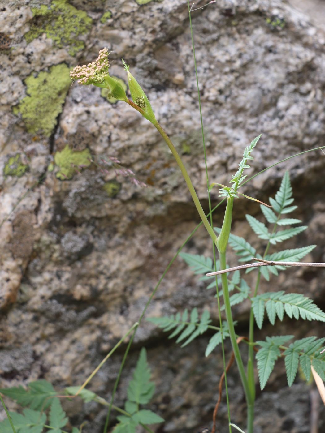 Image of Conioselinum tataricum specimen.
