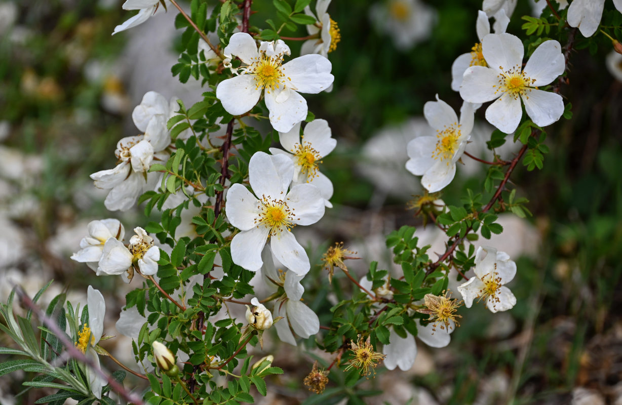 Image of Rosa spinosissima specimen.