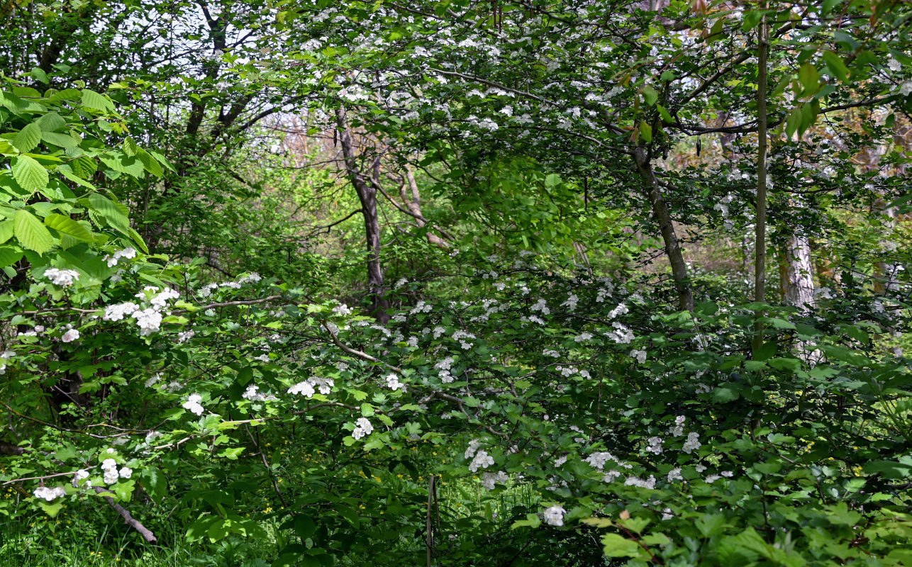 Image of Crataegus monogyna specimen.